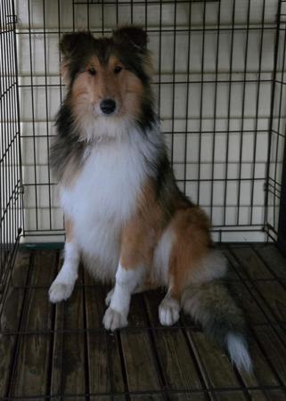 Collie (Rough) for sale by DEDOUBLE