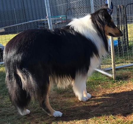 Collie (Rough) for sale by DEDOUBLE