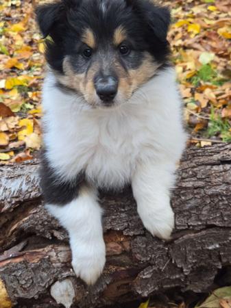 Collie (Rough) puppy for sale by DEDOUBLE