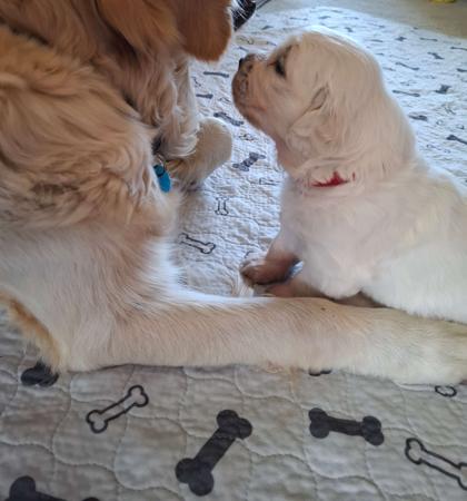 Golden Retriever for sale by TEEGOLD