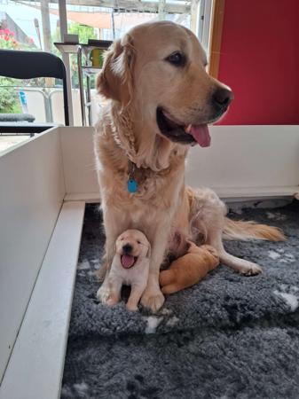 Golden Retriever for sale by TEEGOLD