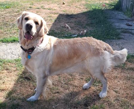 Golden Retriever for sale by TEEGOLD