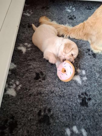 Golden Retriever for sale by TEEGOLD