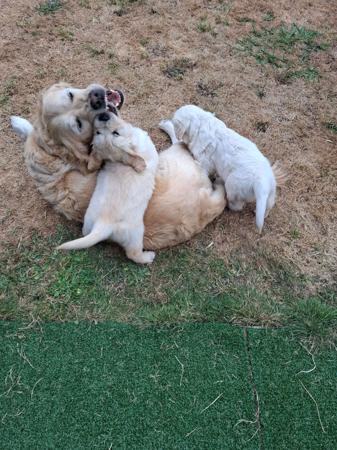 Golden Retriever for sale by TEEGOLD