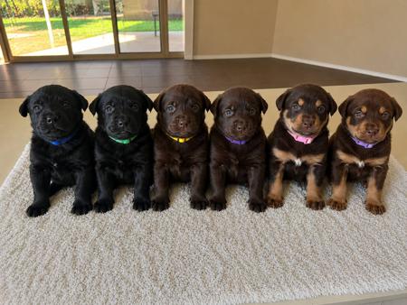 Australian Kelpie puppy for sale by STAFFAM