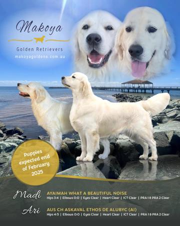 Golden Retriever for sale by MAKOYA