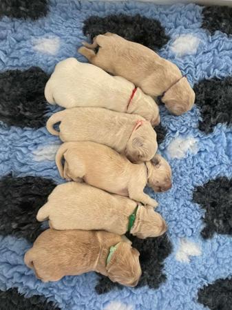 Golden Retriever for sale by MAKOYA