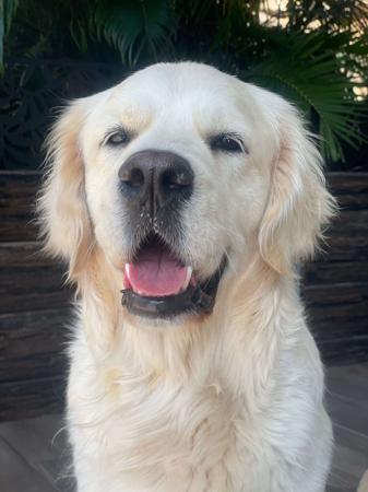 Golden Retriever for sale by MAKOYA