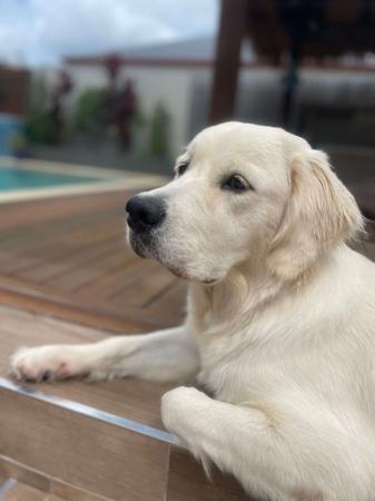 Golden Retriever for sale by MAKOYA