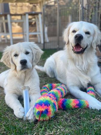 Golden Retriever for sale by MAKOYA