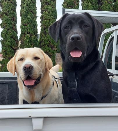 Labrador Retriever for sale by MERUWATTA