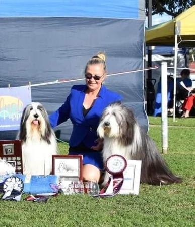 Bearded Collie for sale by JULIELYONS