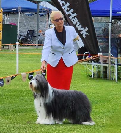 Bearded Collie for sale by PARALAX