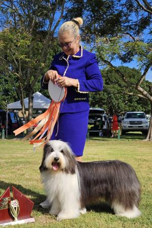 Bearded Collie for sale by PARALAX