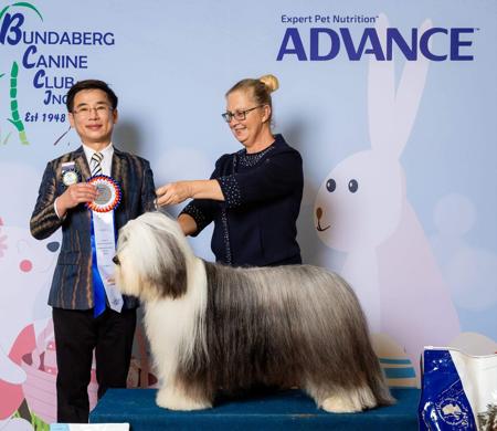 Bearded Collie for sale by PARALAX