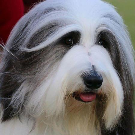 Bearded Collie for sale by PARALAX