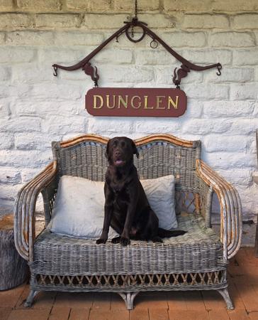 Labrador Retriever for sale by DUNGLENLABS