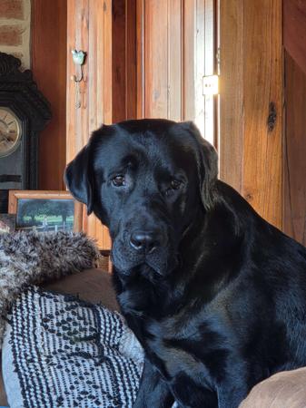 Labrador Retriever for sale by DUNGLENLABS