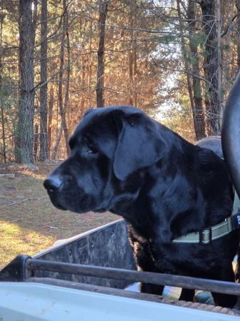 Labrador Retriever for sale by DUNGLENLABS