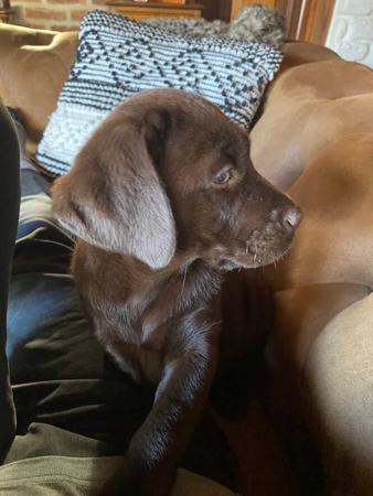 Labrador Retriever for sale by DUNGLENLABS