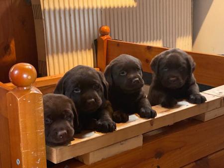 Labrador Retriever for sale by DUNGLENLABS