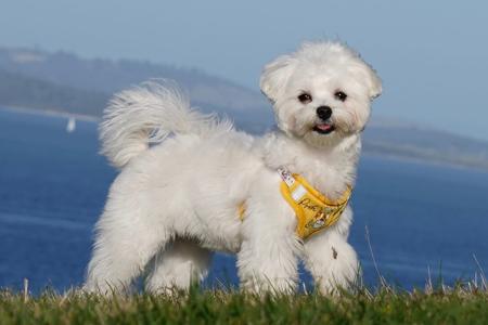 Maltese for sale by SILKYSWEET