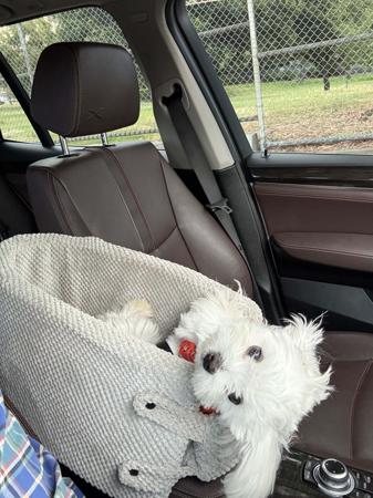 Maltese for sale by SILKYSWEET