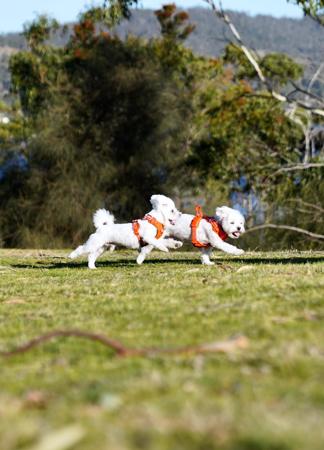 Maltese for sale by SILKYSWEET