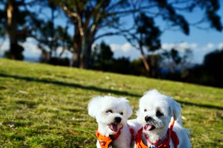 Maltese for sale by SILKYSWEET