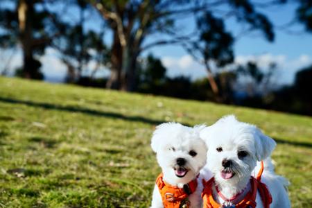 Maltese for sale by SILKYSWEET