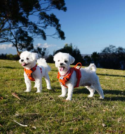 Maltese for sale by SILKYSWEET