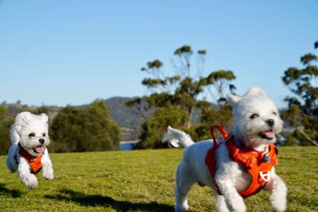 Maltese for sale by SILKYSWEET