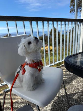 Maltese for sale by SILKYSWEET