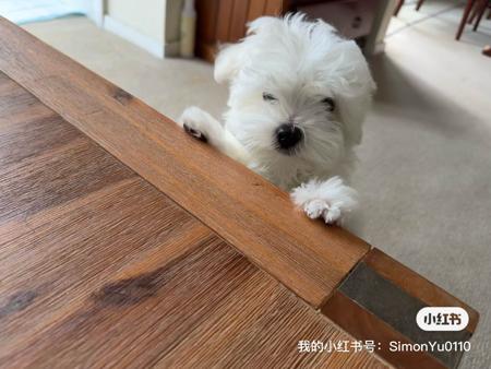 Maltese puppy for sale by SILKYSWEET