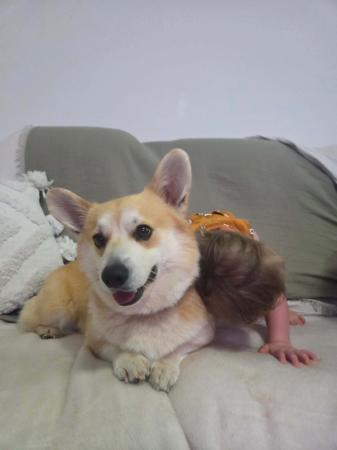 Welsh Corgi (Pembroke) for sale by BREDLOAF