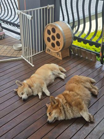 Welsh Corgi (Pembroke) for sale by BREDLOAF