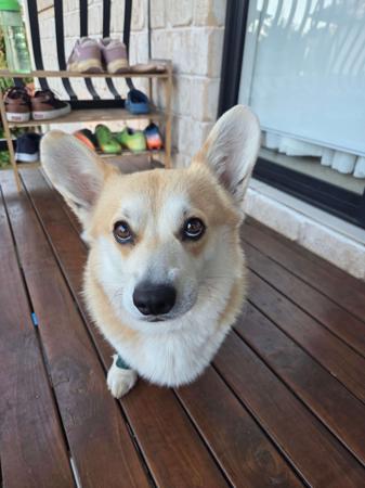 Welsh Corgi (Pembroke) for sale by BREDLOAF