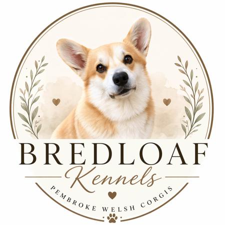 Welsh Corgi (Pembroke) for sale by BREDLOAF