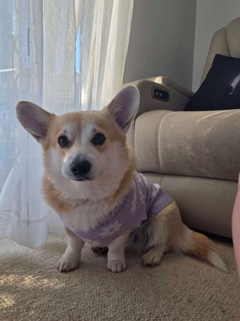 Welsh Corgi (Pembroke) for sale by BREDLOAF