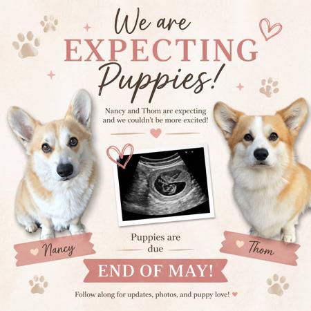 Welsh Corgi (Pembroke) puppy for sale by BREDLOAF