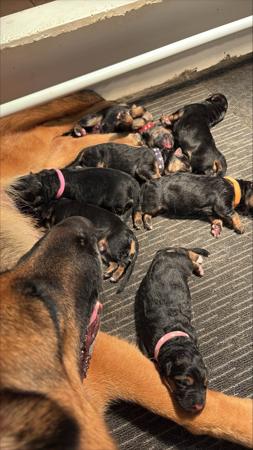 German Shepherd Dog puppy for sale by POLPETA