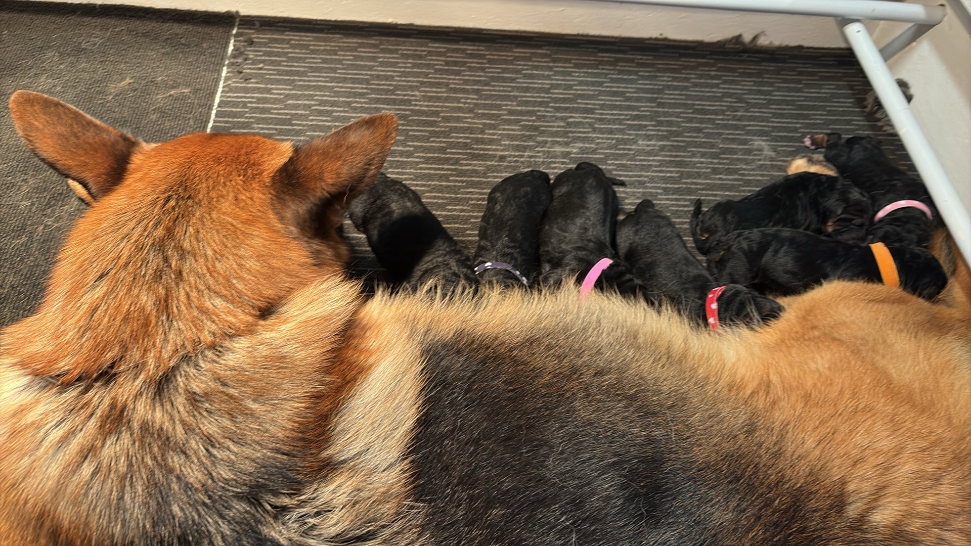 German Shepherd Dog for sale by POLPETA