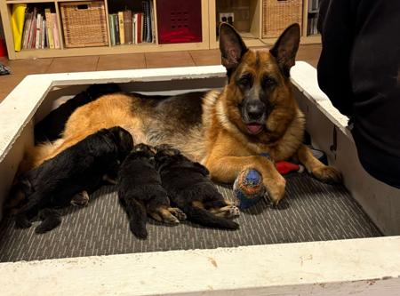 German Shepherd Dog for sale by POLPETA