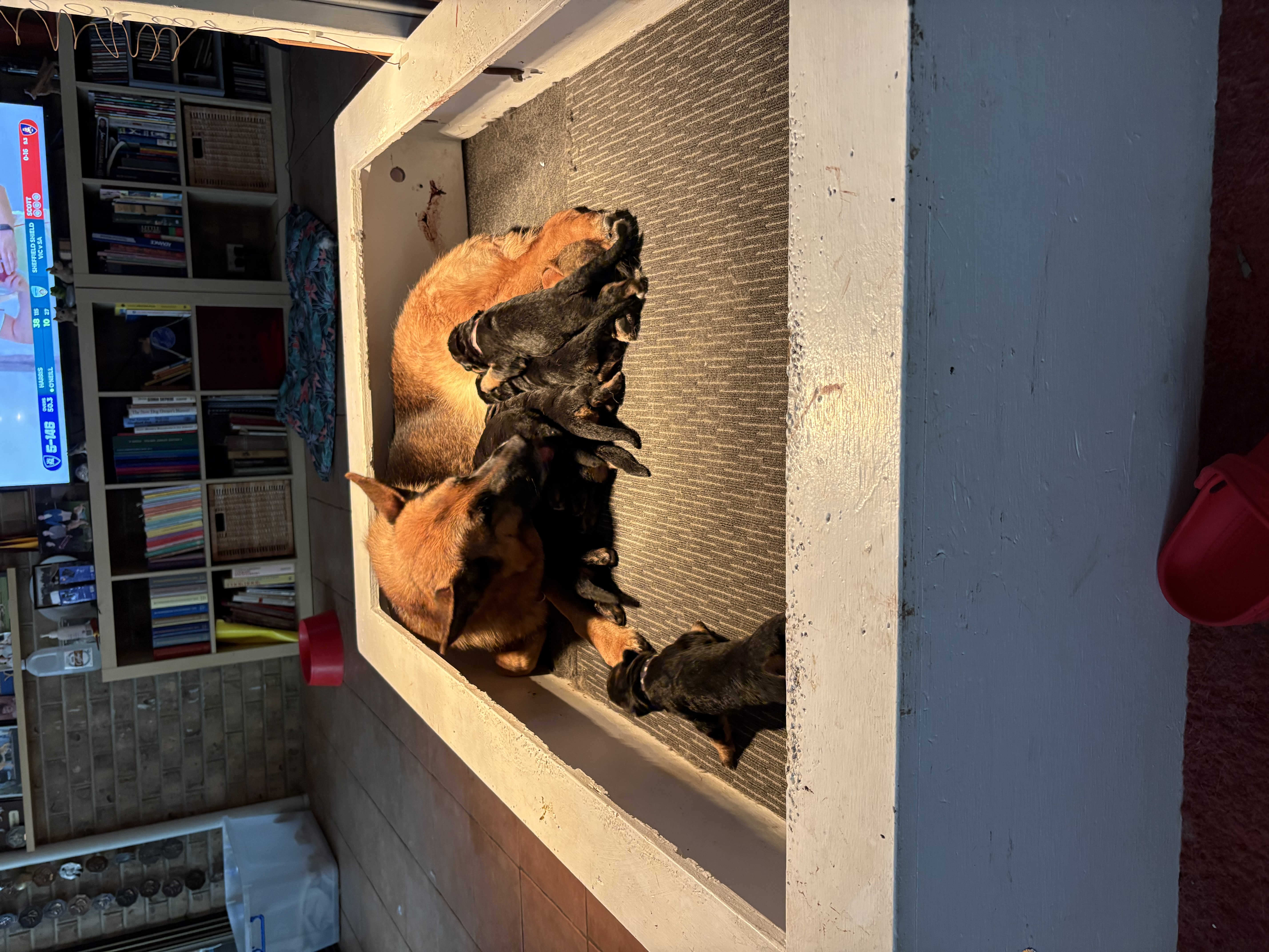 German Shepherd Dog for sale by POLPETA