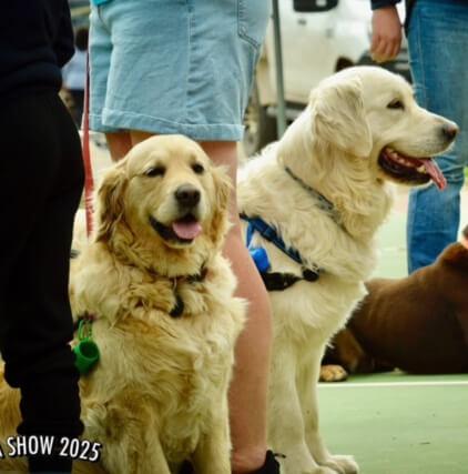 Golden Retriever for sale by FLAXENFIELD