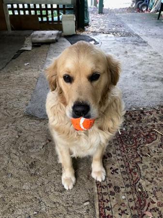 Golden Retriever for sale by FLAXENFIELD