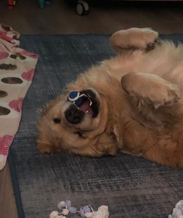 Golden Retriever for sale by FLAXENFIELD