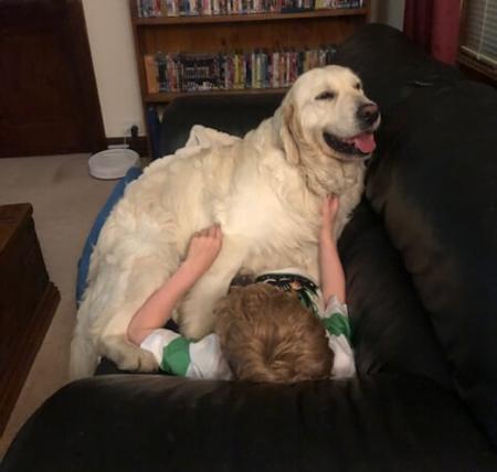 Golden Retriever for sale by FLAXENFIELD