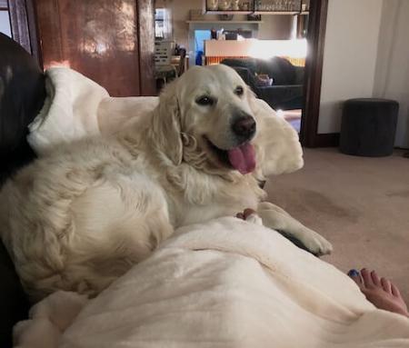 Golden Retriever for sale by FLAXENFIELD