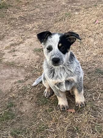 Australian Cattle Dog for sale by CARRAWARN